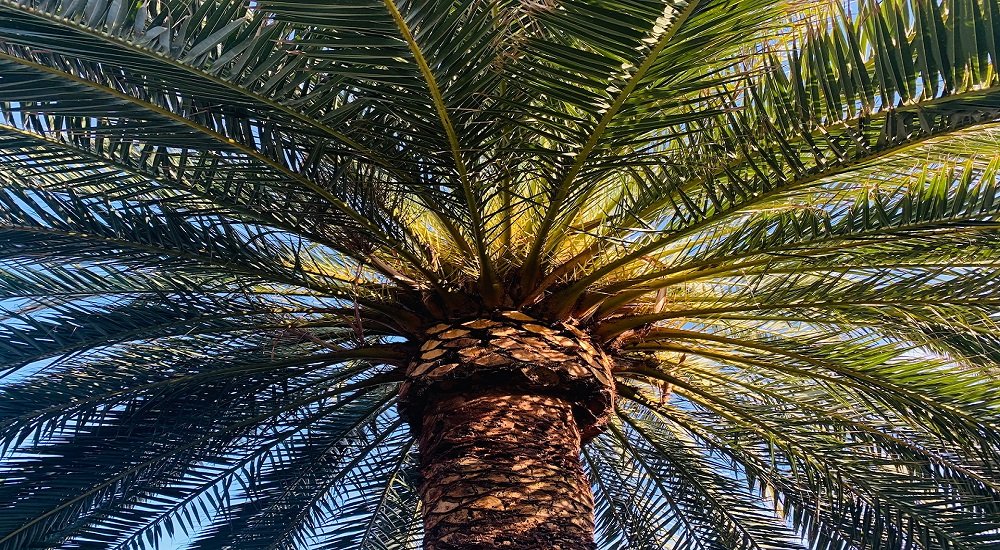 palm oil stocks