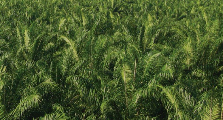 Wilmar International – More Positive Outlook